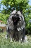 SPITZ LOUP 039